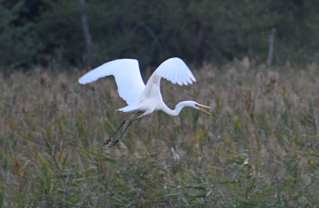 Airone bianco maggiore (Casmerodius albus) ? No, Garzetta